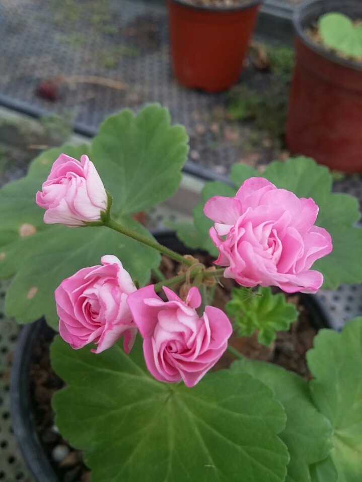 램블러 이미지