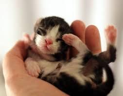 심쿵사 할 준비가 된 자만 들어오라(feat.아기동물) | 인스티즈