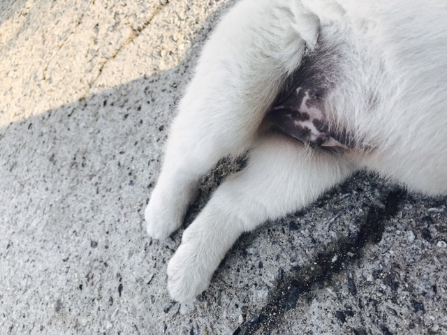 댕댕이 보고가세요 | 인스티즈