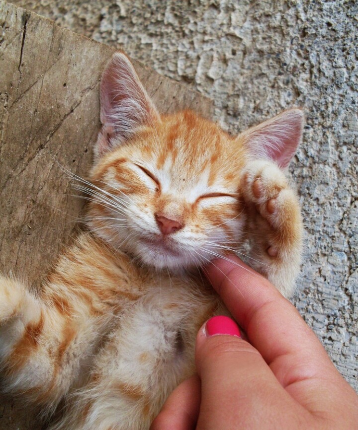 파티원 이미지