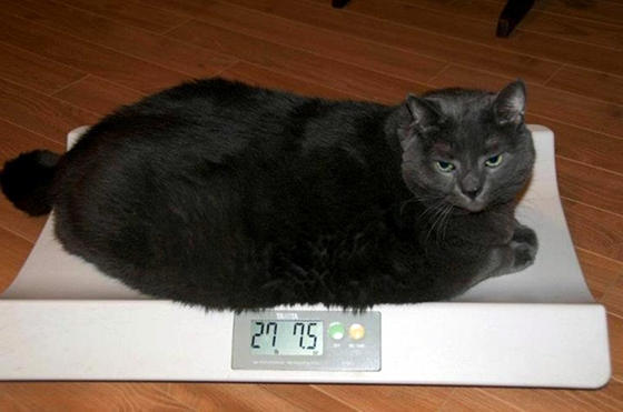  13.6kg 뚱냥이의 좀 쩌는 다이어트 여정 | 인스티즈