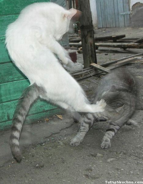 역동적으로 노는 고양이 | 인스티즈