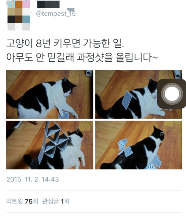 고양이를 8년 키우면 가능 한 일 | 인스티즈