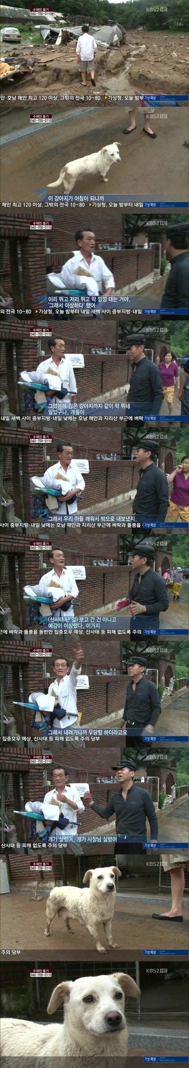 사람살린 강아지 | 인스티즈