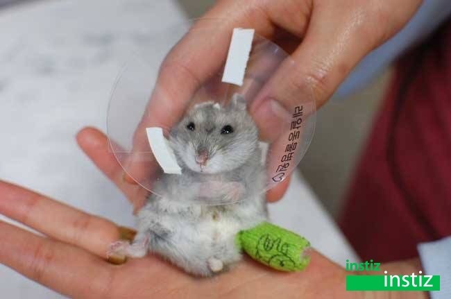 깁스 이미지