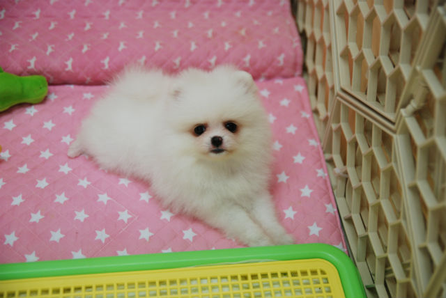꼬미 이미지
