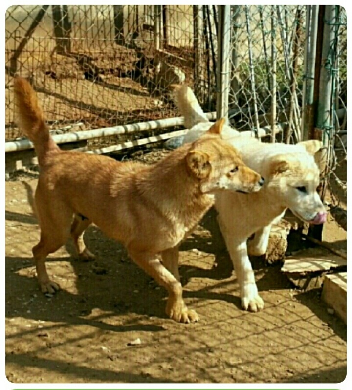 복실이 이미지