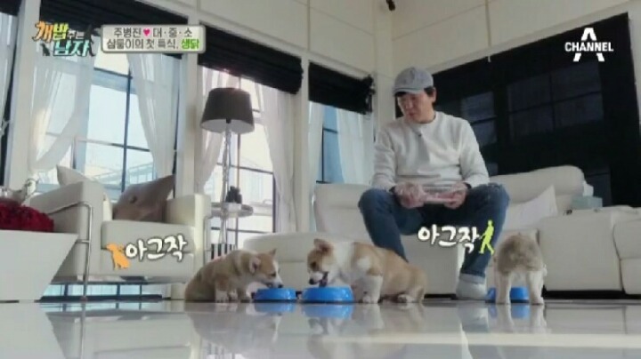 [개밥주는남자] 웰시코기 삼둥이 대중소 식탐고치기 (feat.갓형욱) | 인스티즈