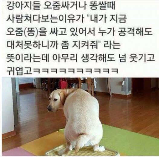 강아지들의 흔한 상상 | 인스티즈