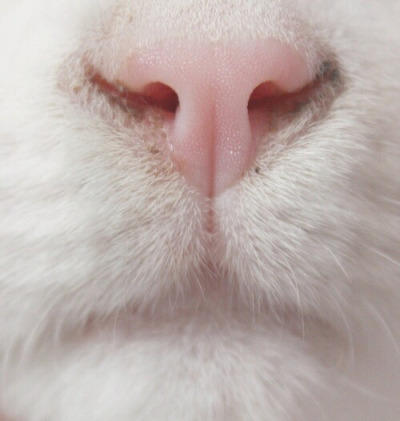 Tumblr : #cat #pink | 인스티즈