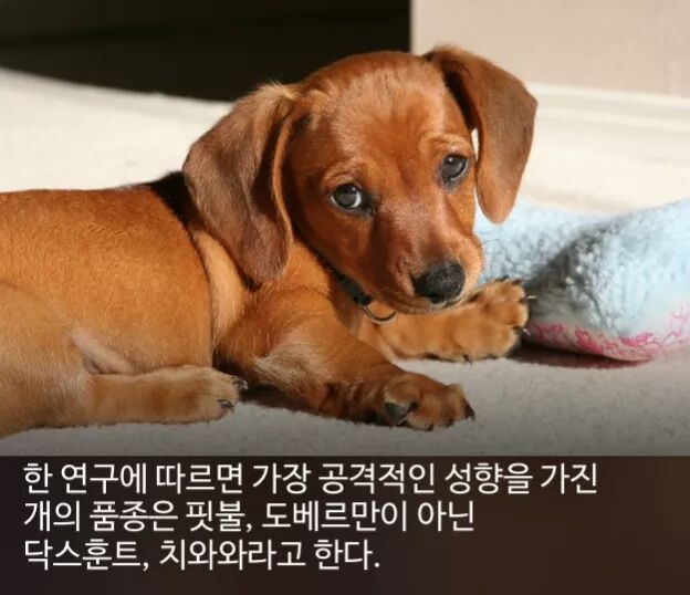 신기한 사실들 | 인스티즈