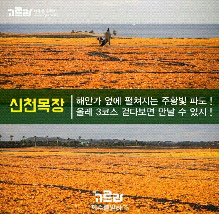 제주 겨울 여행지 12.jpg | 인스티즈