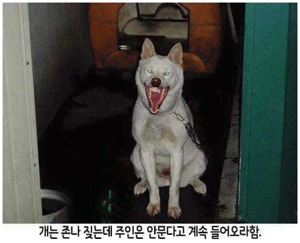개키우는 친구집 들어갈때 | 인스티즈