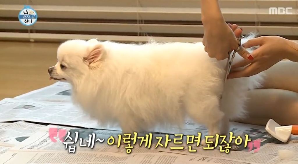 순심이 이미지