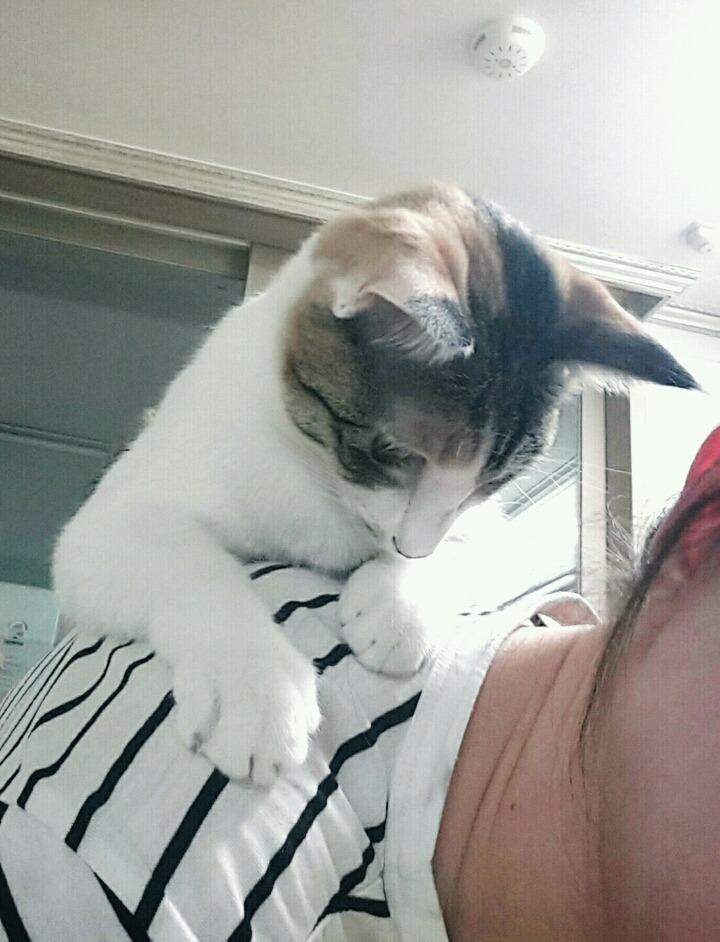 잠옷 속으로 파고드는 고양이 + 어깨냥 | 인스티즈