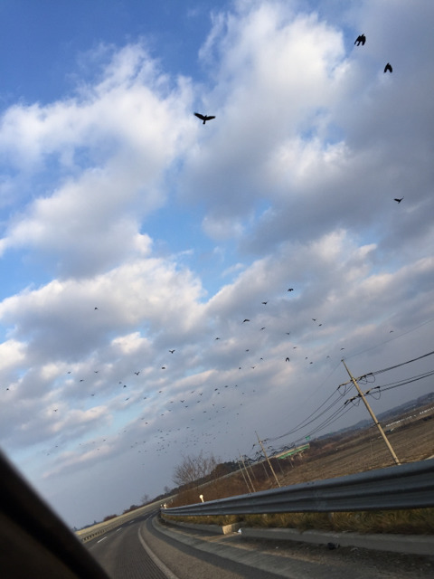 김제의 29번 국도 위의 까마귀 | 인스티즈