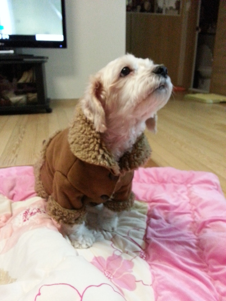 언니네 강아지 이미지