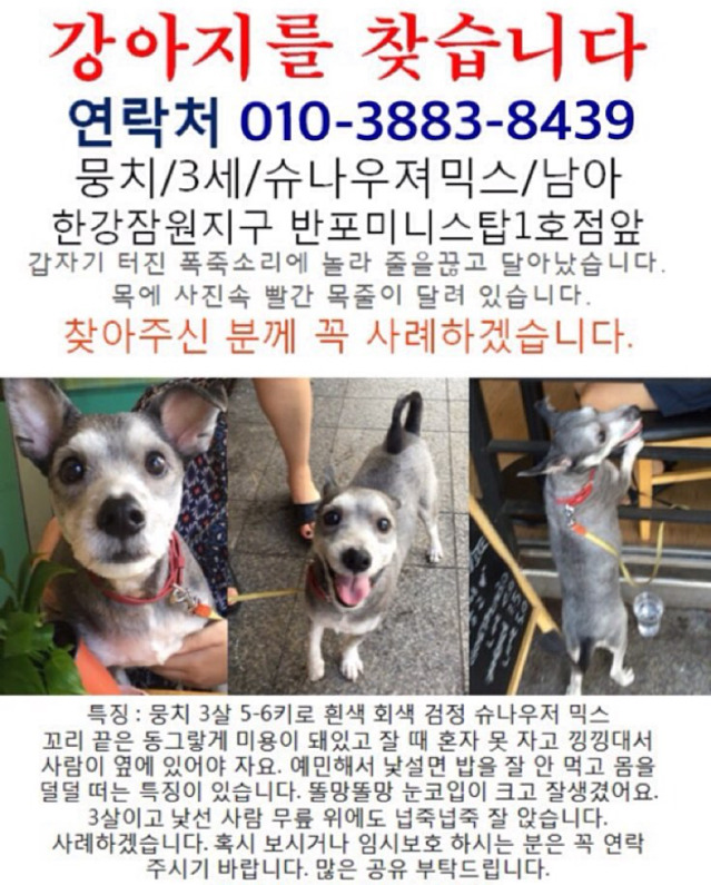 폭죽 소리에 놀라 도망간 슈나우저 뭉치를 찾습니다 (한강 근처!!!!!) | 인스티즈