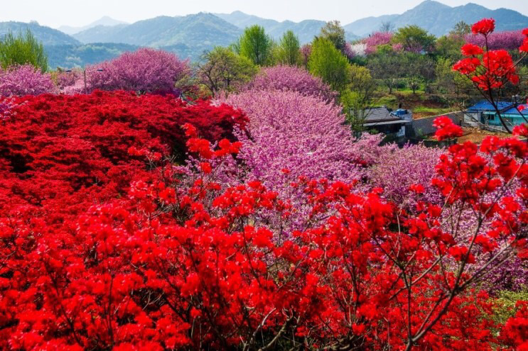 전주 완산공원 꽃동산 - 관광객보다 전주 시민들이 더 많이 가는 곳 | 인스티즈