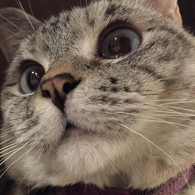 인스타 최고의 귀염둥이 냥냥이 nala | 인스티즈