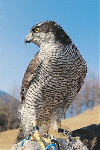 보라매 이미지