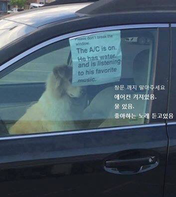 강아지를 차에 두고 내린 주인의 경고문 | 인스티즈