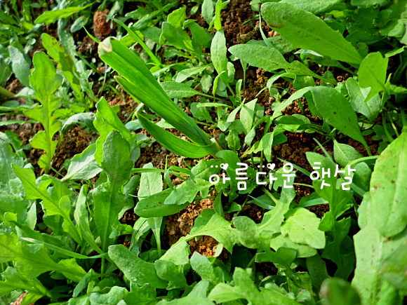 천지마늘 이미지
