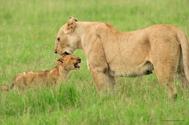 사자의 모성애.jpg | 인스티즈