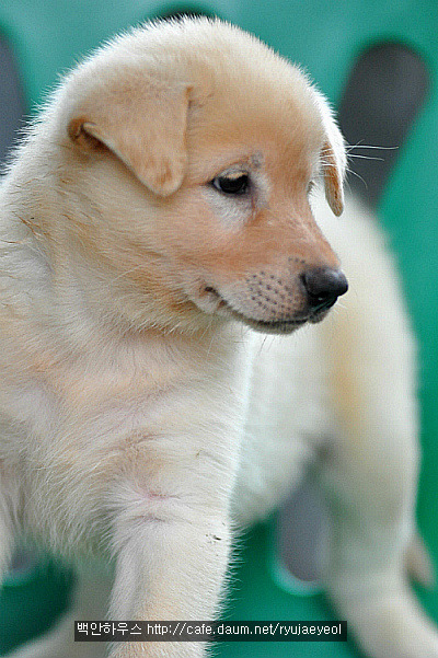 도담이 이미지