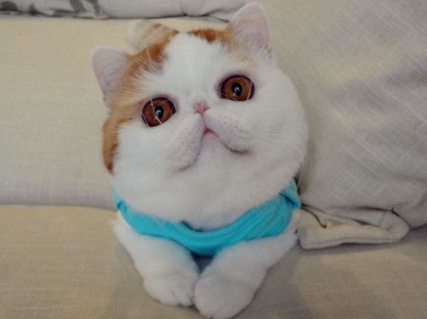 늘 시무룩한 스누피 고양이 | 인스티즈