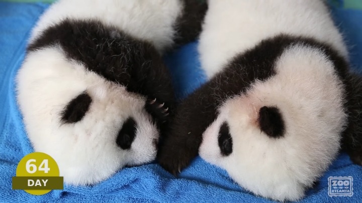 아기판다의 생후 100일 | 인스티즈