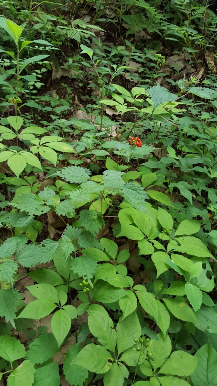 산양농장 이미지