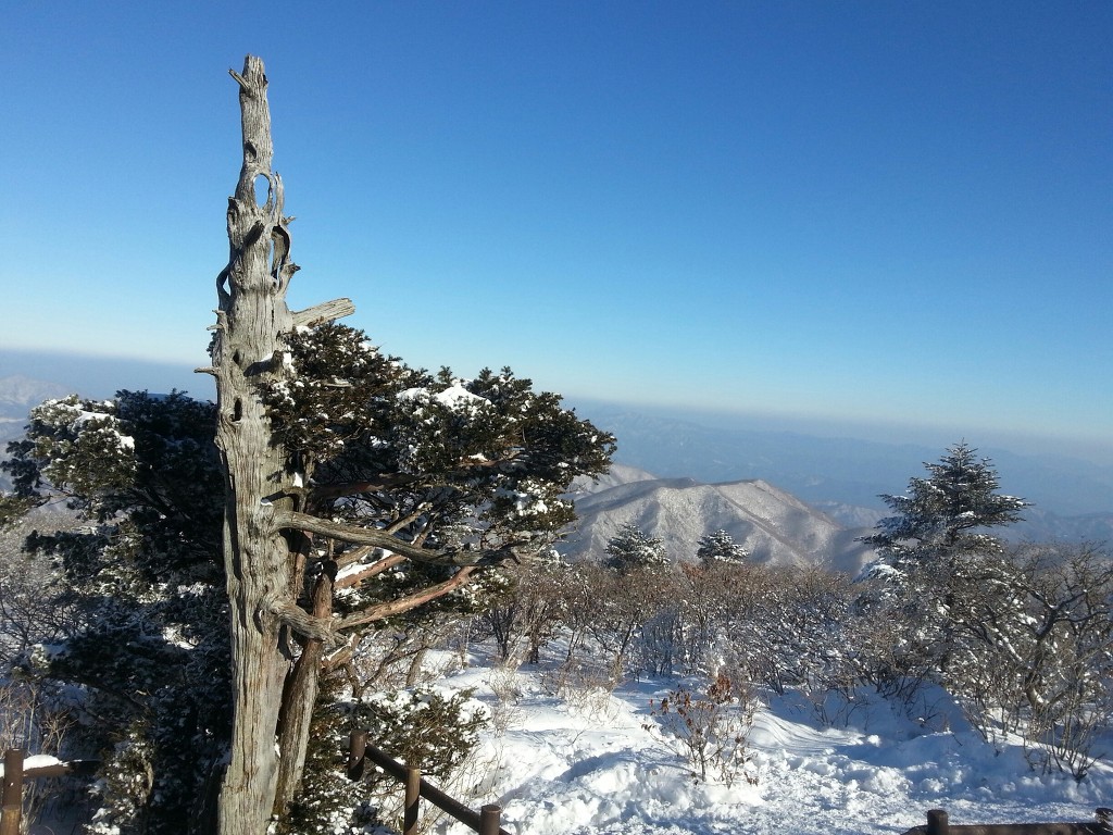 산에나무 이미지
