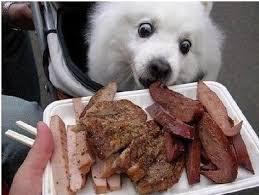 심쿵사 할 준비가 된 자만 들어오라(feat.강아지) | 인스티즈