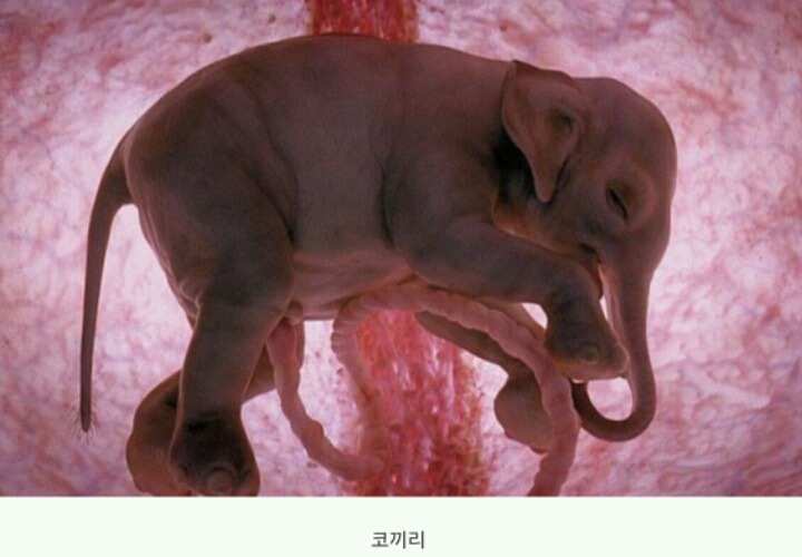 동물들이 어미에게서 나오기 전 | 인스티즈