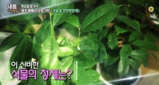 그라비올라 이미지