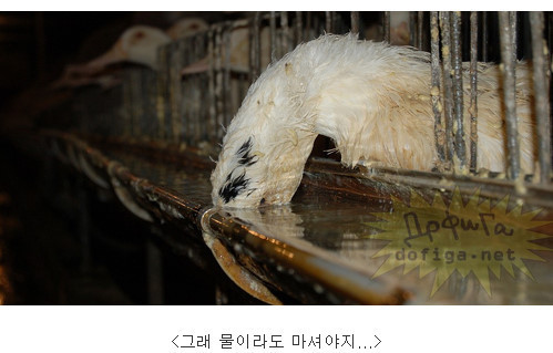 프랑스의 대표음식 푸아그라가 만들어지기까지... (혐오주의) | 인스티즈