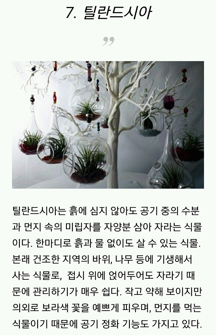 모양도 예쁘고 기능도 좋은 실내 식물 10가지 | 인스티즈