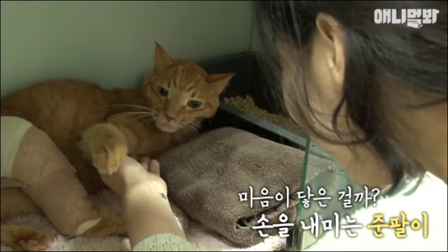 거식증 걸린 고양이 준팔이 그후 | 인스티즈