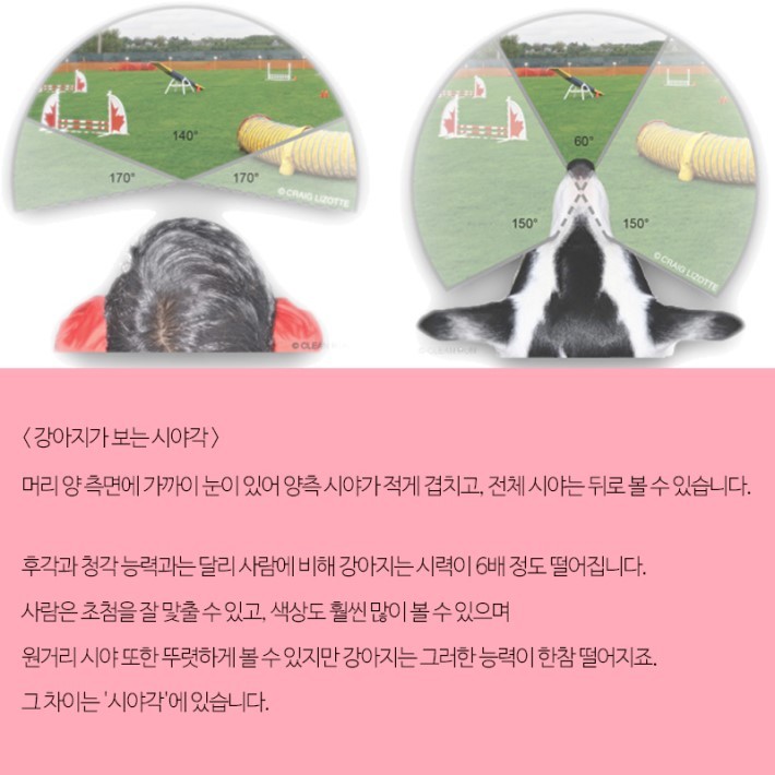강아지가 보는 세상 | 인스티즈