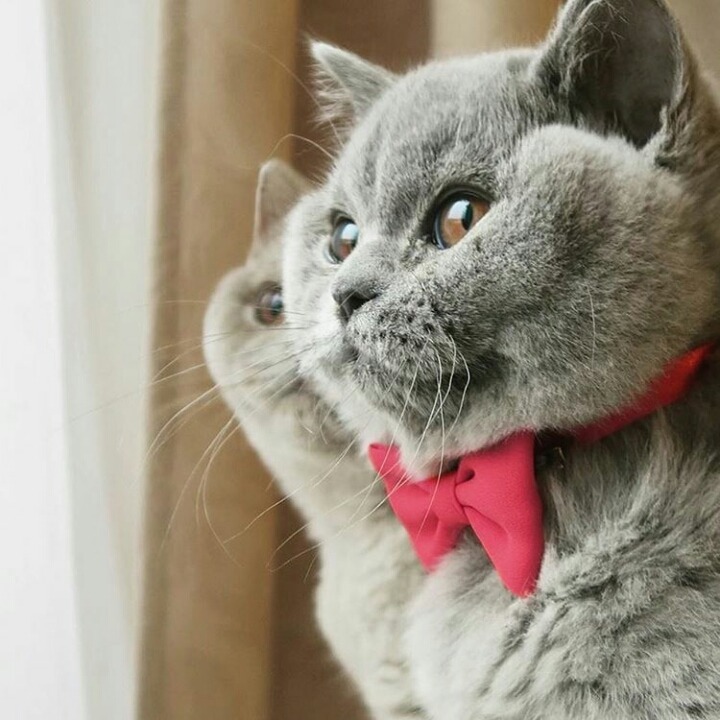 병아리 오무라이스.twt | 인스티즈