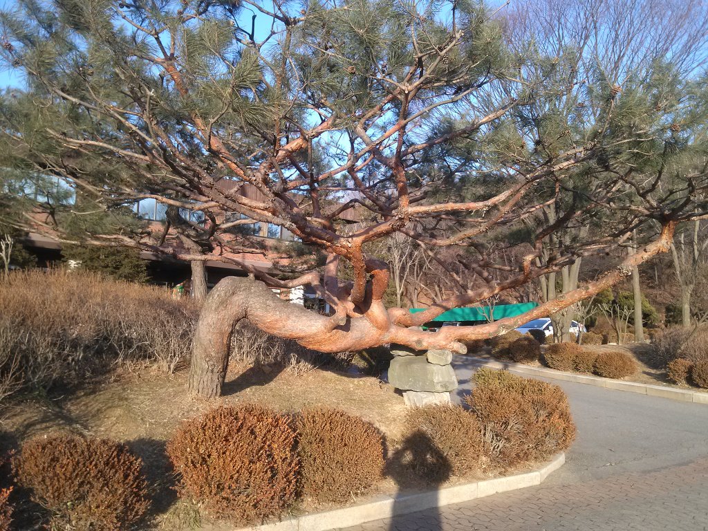 이쁜나무 이미지