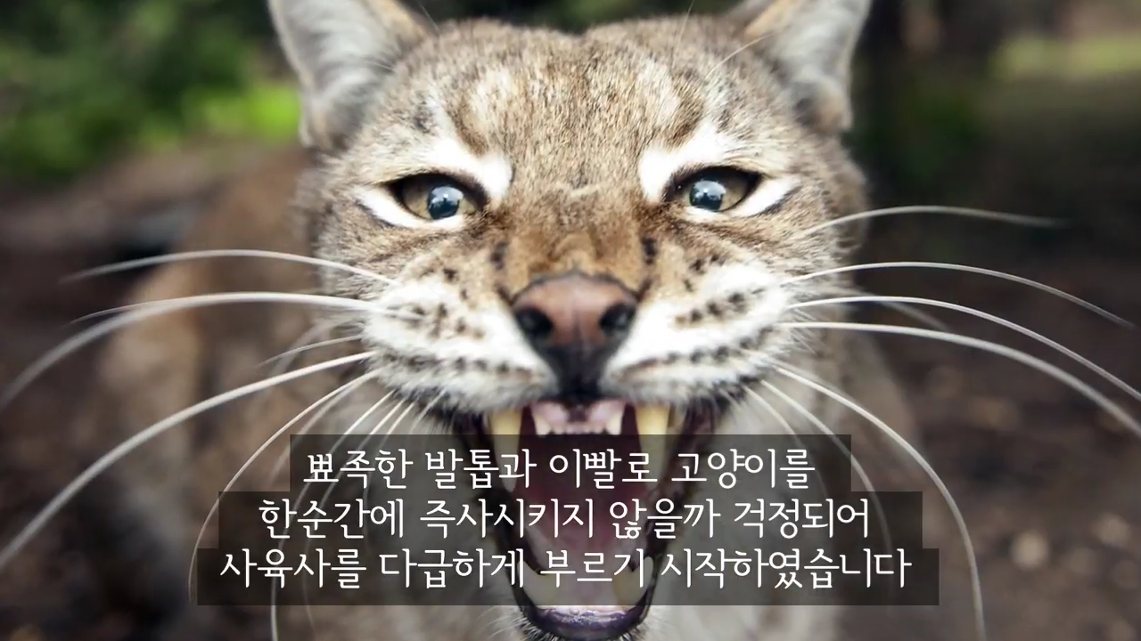 스라소니(고양이과 맹수)가 사는 동물원 우리에 빠진 길고양이.jpg | 인스티즈