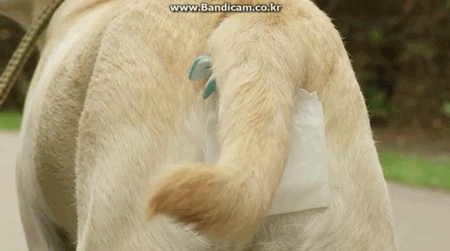 강아지 응가 손 안대고 치우기 | 인스티즈