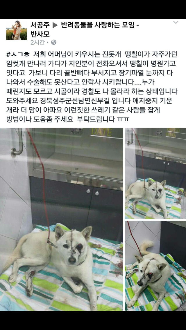 강아지 학대 범인 찾습니다 (심약자 클릭 주의) | 인스티즈