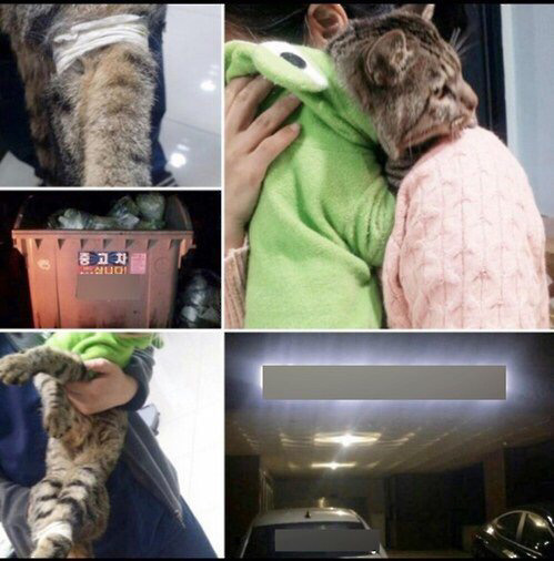 살아있는 고양이 발 묶어 쓰레기봉투에 담아 쓰레기장에 버려(종합) | 인스티즈