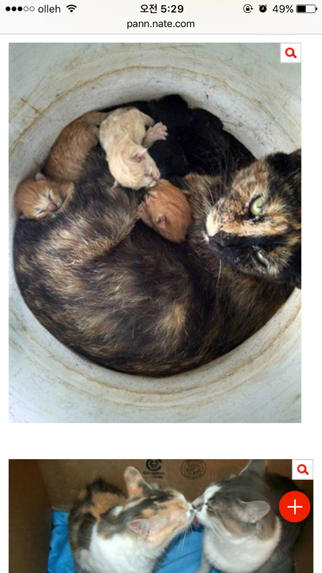 엄빠가 된 게 뿌듯한 고양이들 | 인스티즈