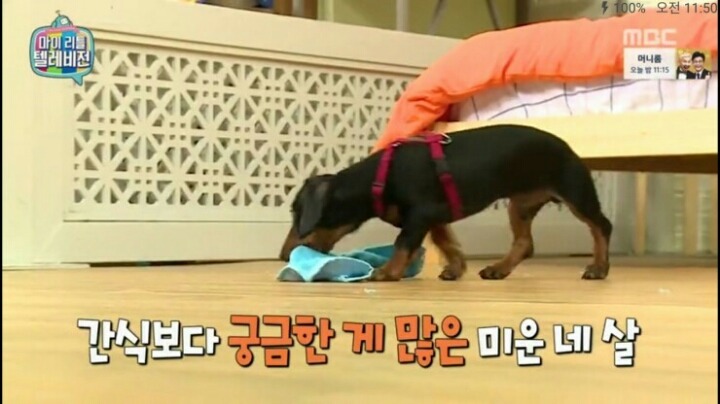 [마리텔] 강형욱 훈련사도 포기한 강아지 도비 | 인스티즈