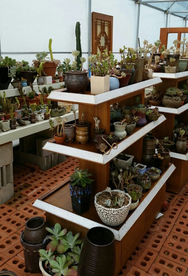 다육이공방 이미지