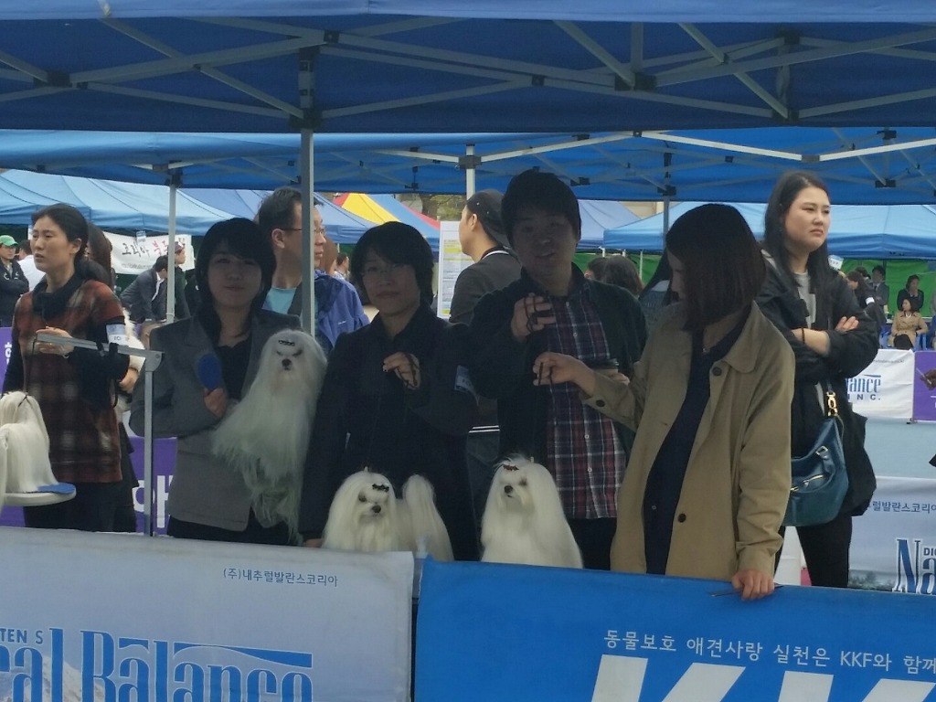 중앙애견미용학원 이미지